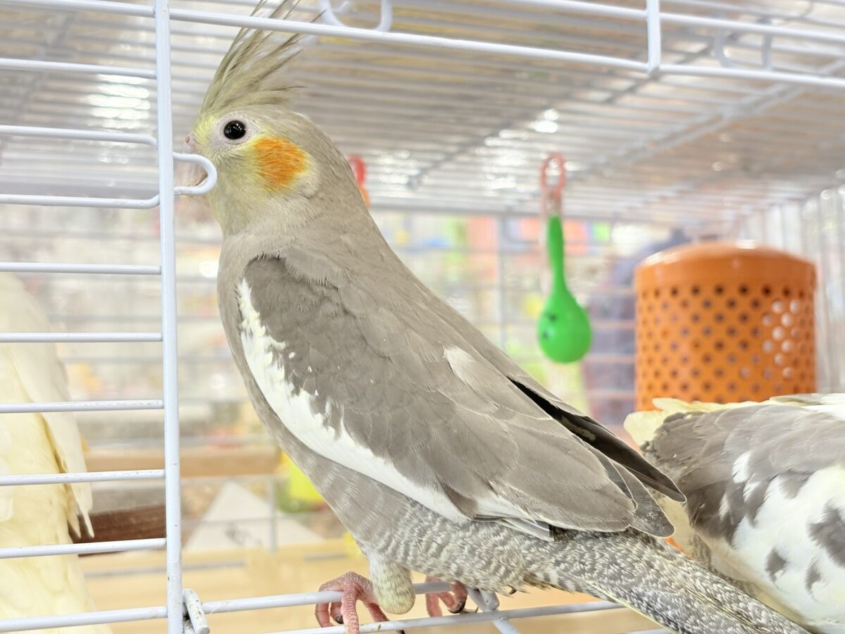 オカメインコ