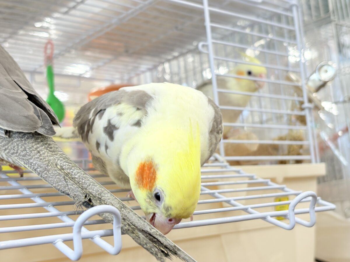 オカメインコ