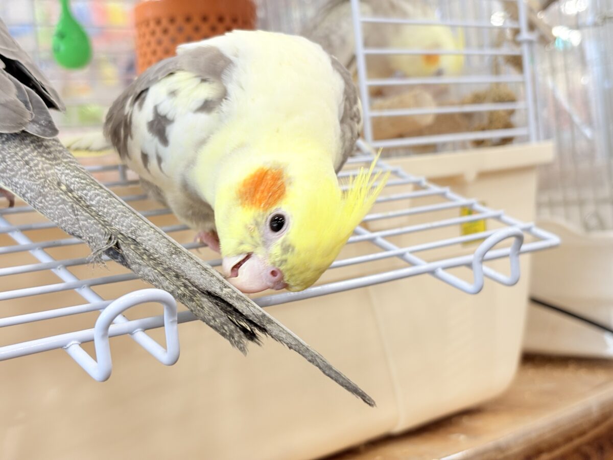 オカメインコ