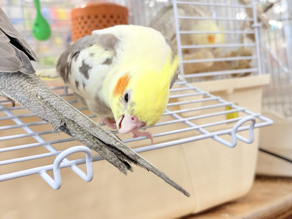 オカメインコ