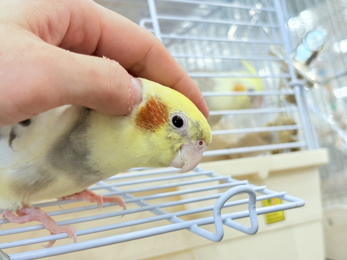 オカメインコ