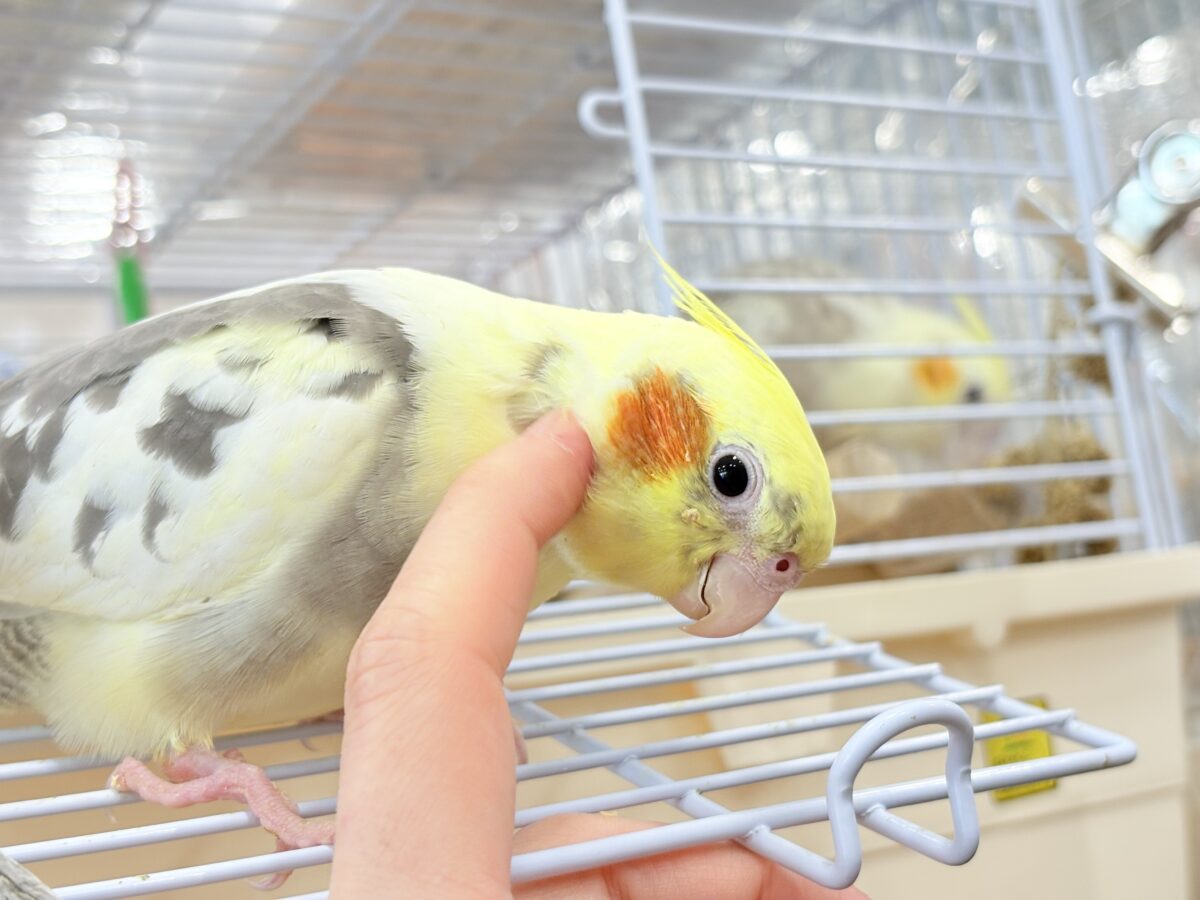 オカメインコ
