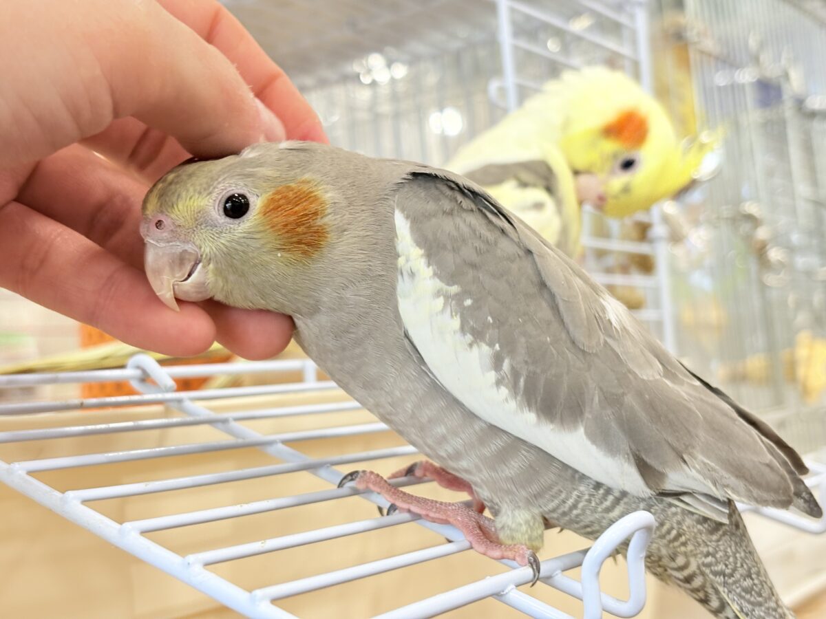 オカメインコ