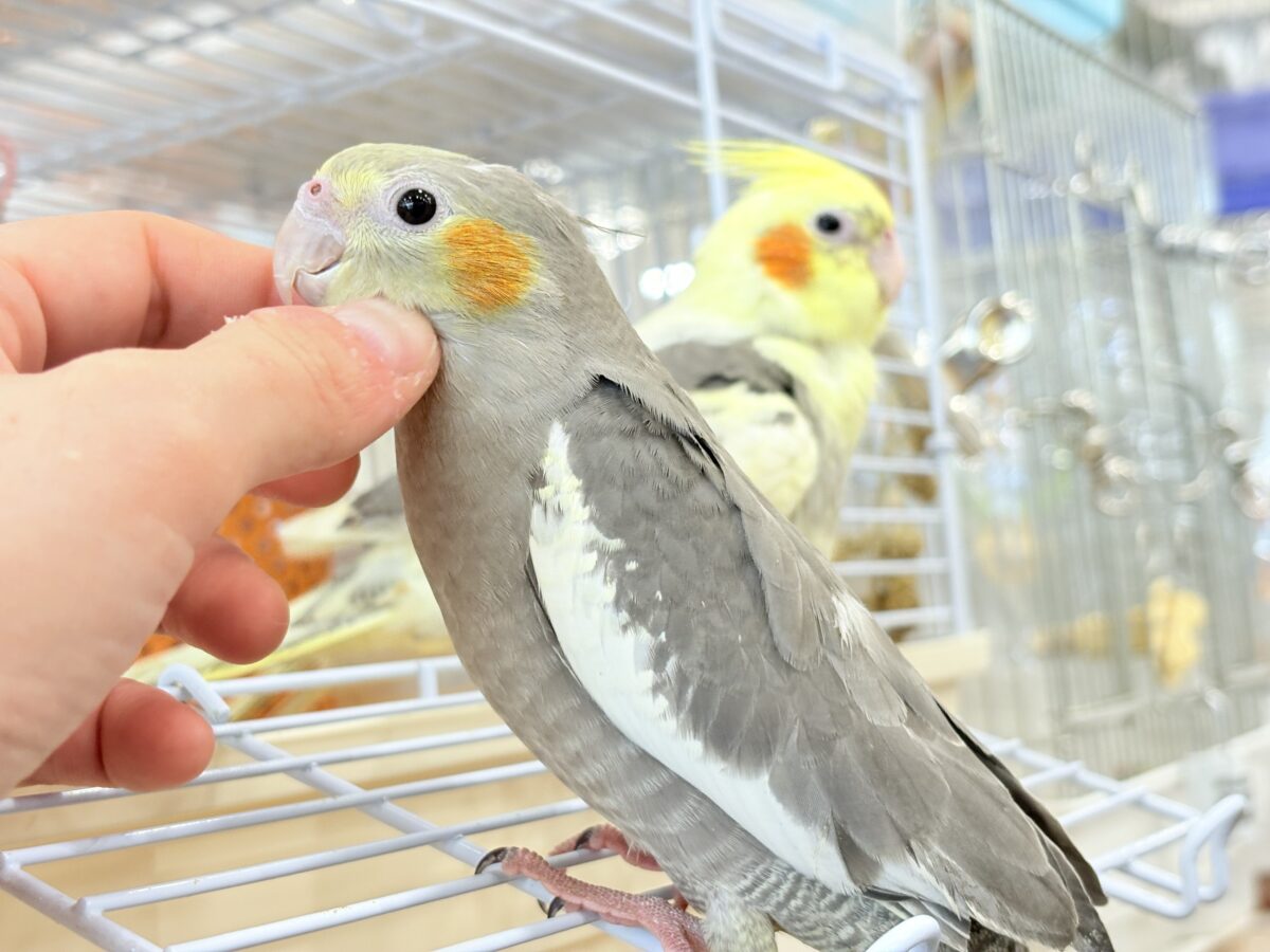 オカメインコ