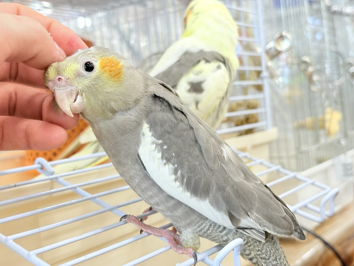 オカメインコ