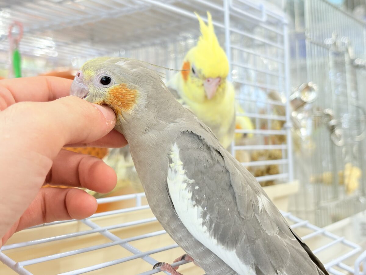 オカメインコ