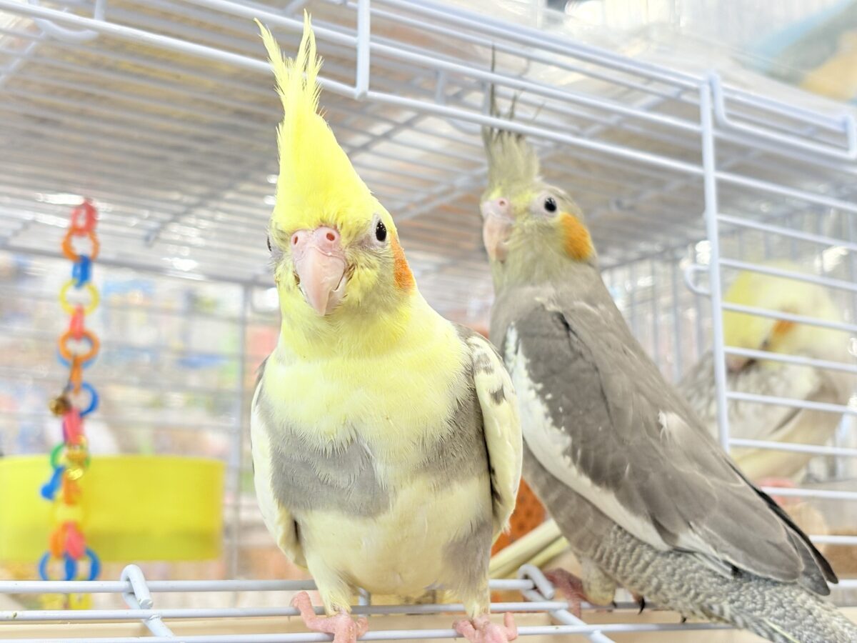 オカメインコ
