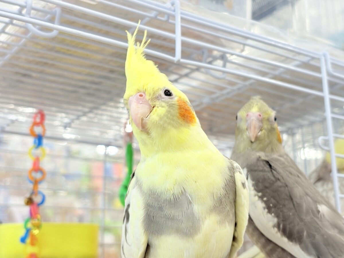 オカメインコ