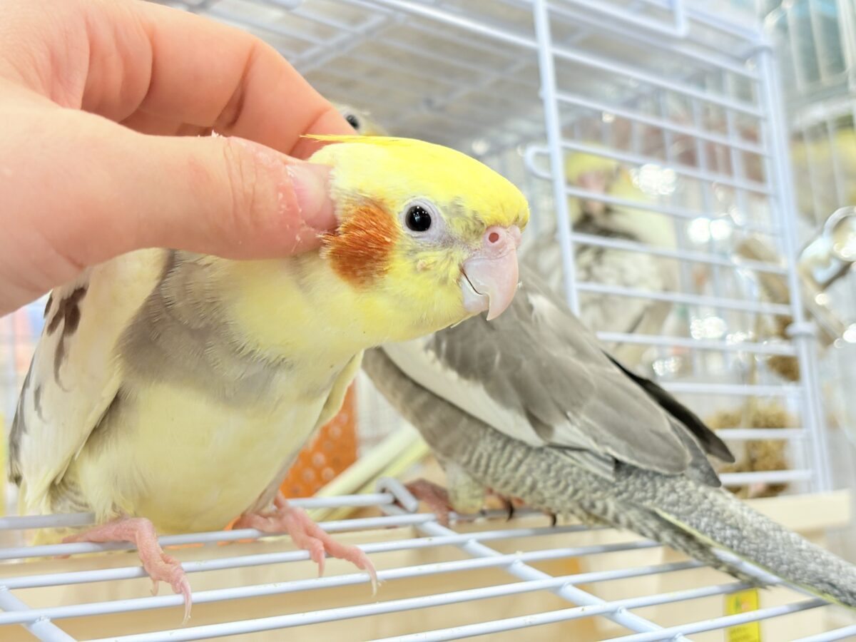 オカメインコ