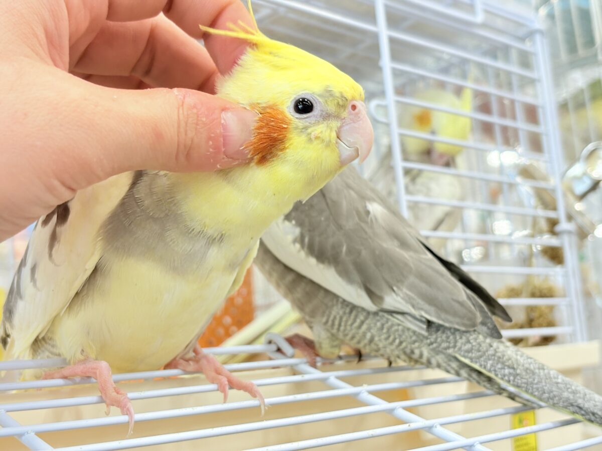 オカメインコ