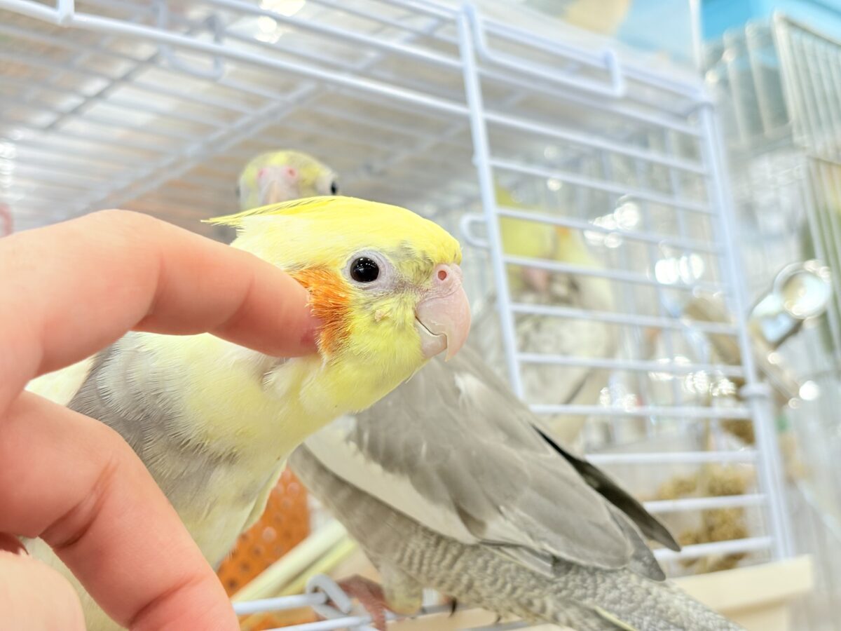 オカメインコ
