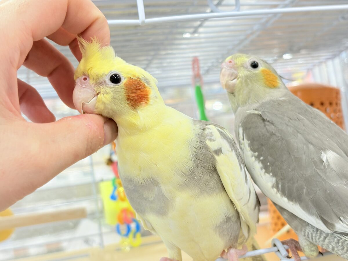 オカメインコ