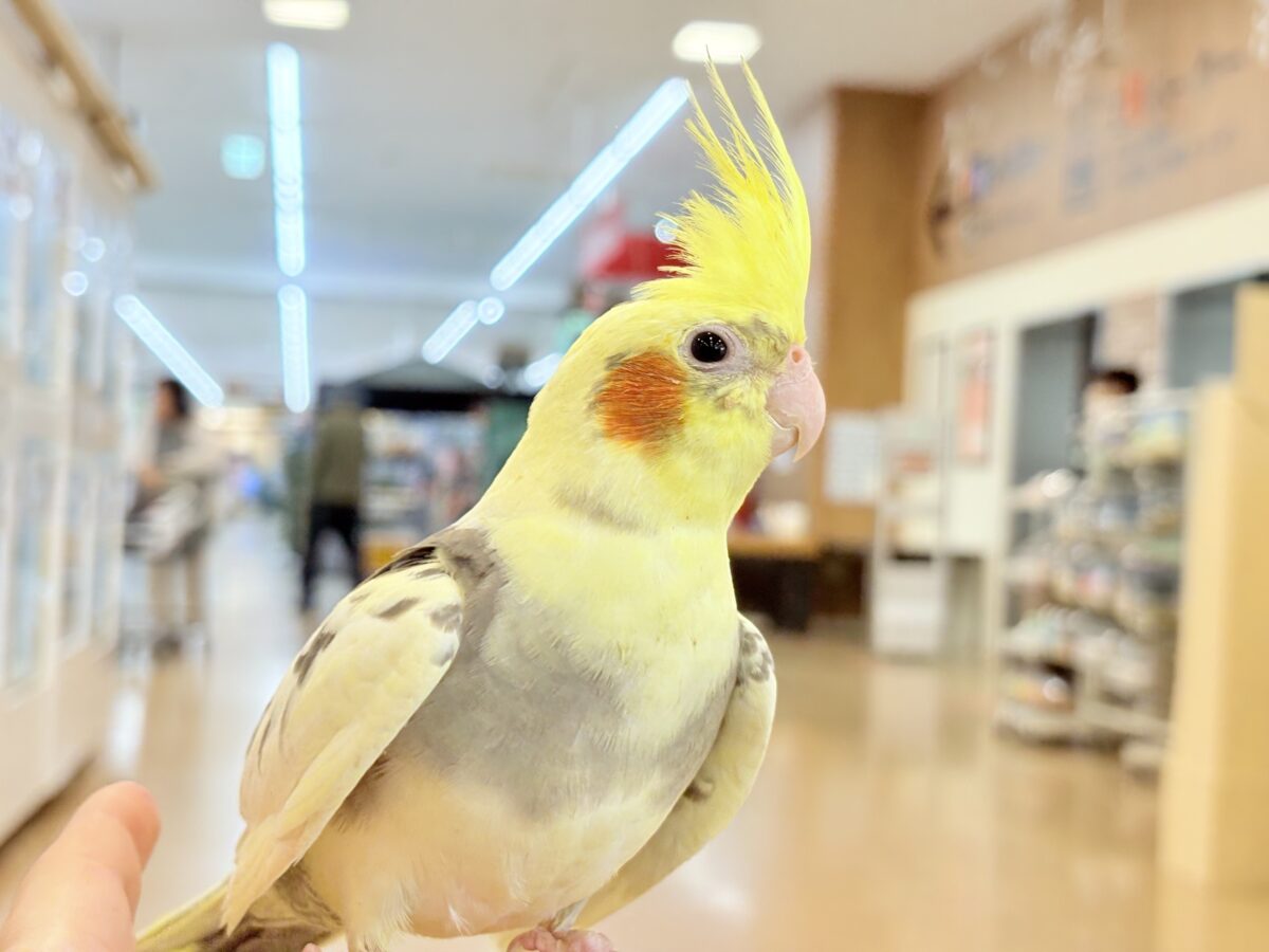 オカメインコ