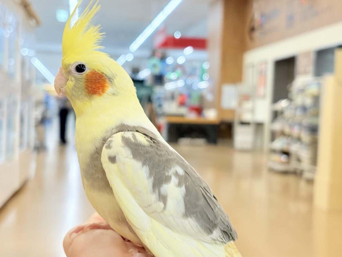 オカメインコ