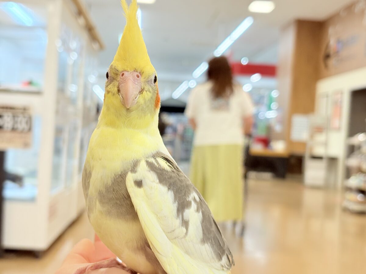 オカメインコ