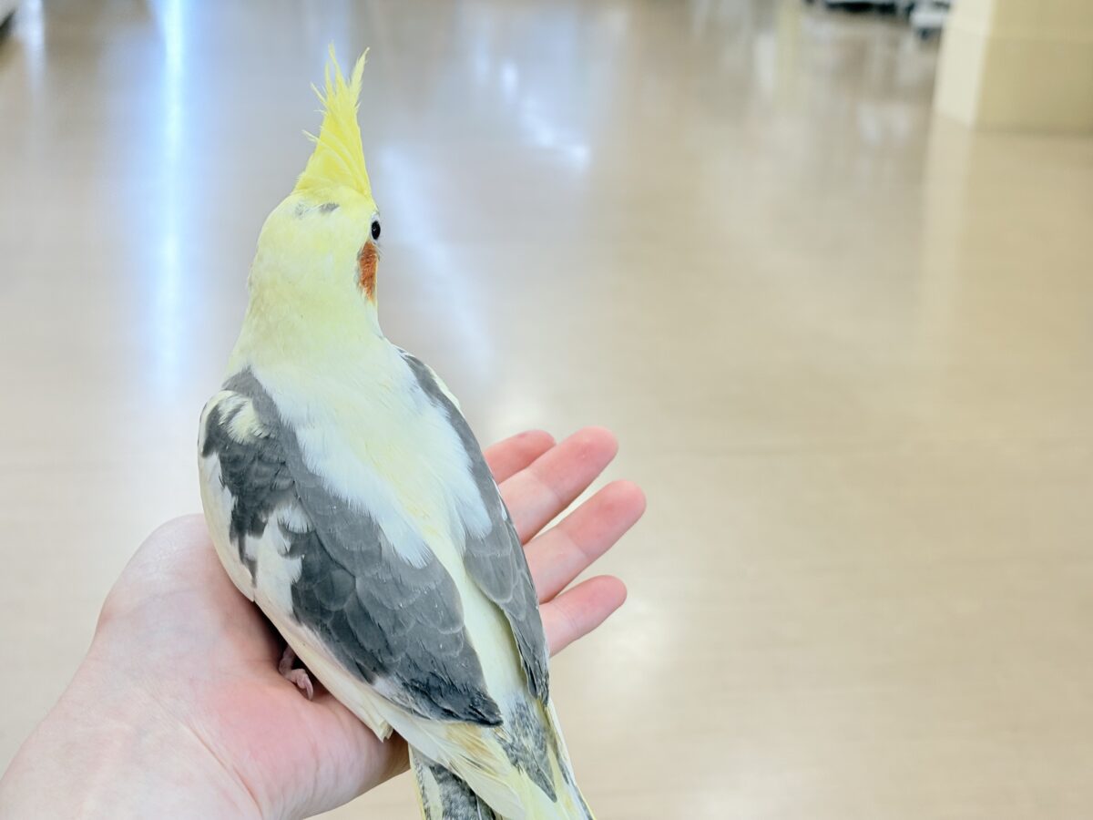 オカメインコ