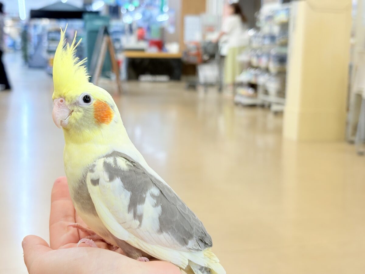 オカメインコ
