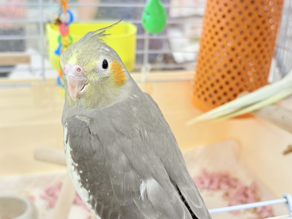 オカメインコ