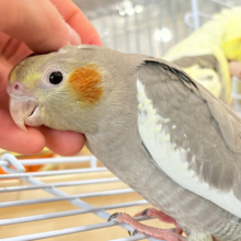 表情から伝わる優しい子♡オカメインコ(ノーマル)