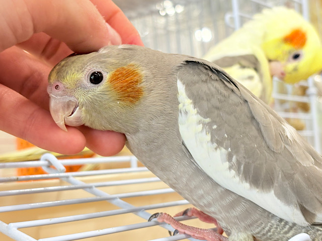 表情から伝わる優しい子♡オカメインコ(ノーマル)
