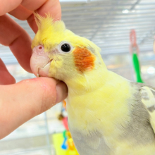 甘えた時の表情が可愛すぎます♡オカメインコ(パイド)