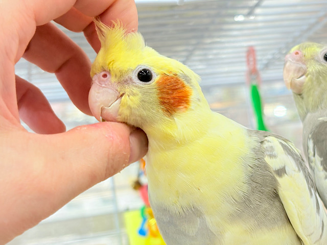 甘えた時の表情が可愛すぎます♡オカメインコ(パイド)