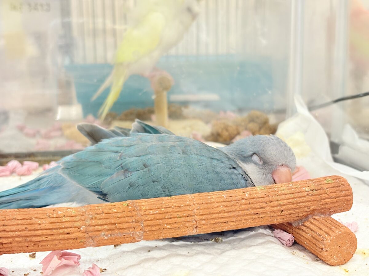 【最新画像更新🪄もうすぐひとり餌☆】飛びきりのスマイル😊ウケケケダンスに魅了されちゃう((🐣))🪇💖オキナインコ(ブルー) ヒナ オキナインコ