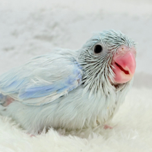 涼しげアイスブルー🐣🧊マメルリハ(アメリカンホワイト) 男の子 ヒナ