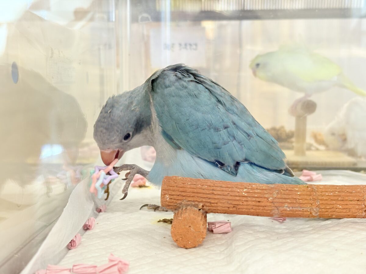最新画像更新🪄もうすぐひとり餌‪☆】飛びきりのスマイル😊ウケケケ‬