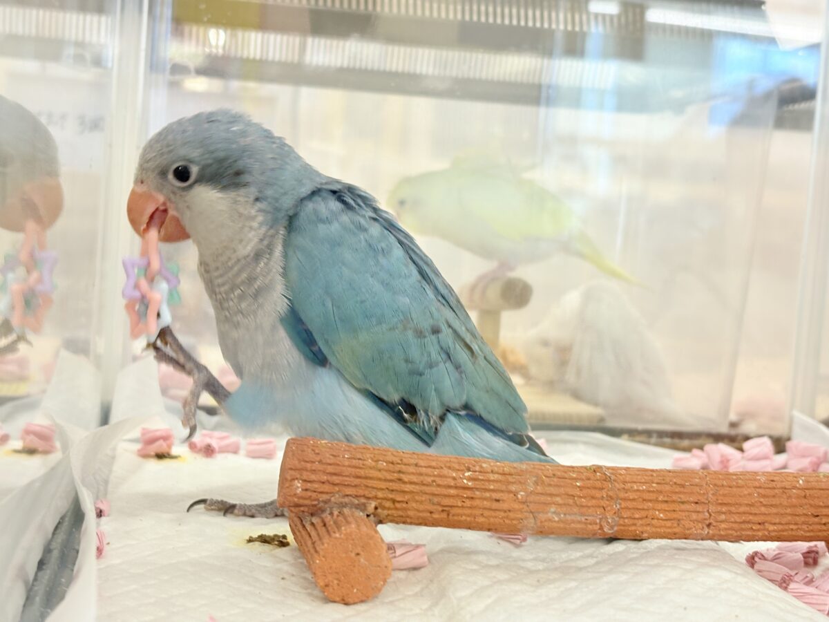【最新画像更新🪄もうすぐひとり餌☆】飛びきりのスマイル😊ウケケケダンスに魅了されちゃう((🐣))🪇💖オキナインコ(ブルー) ヒナ オキナインコ