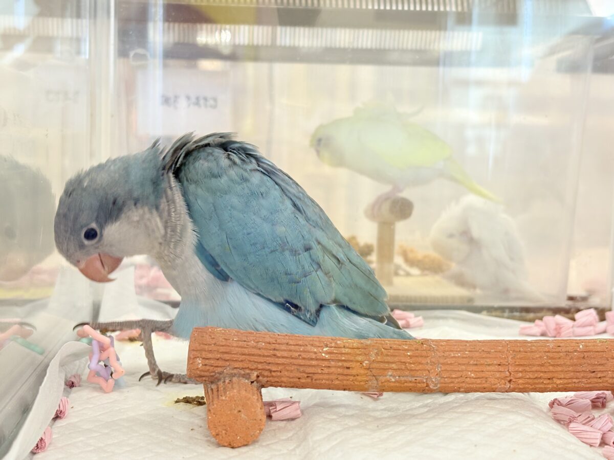 オキナインコ