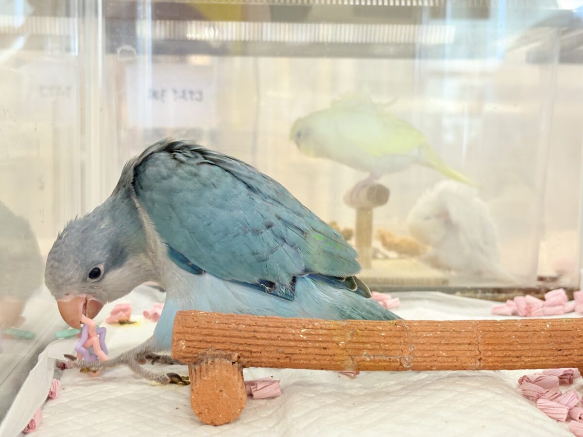 オキナインコ