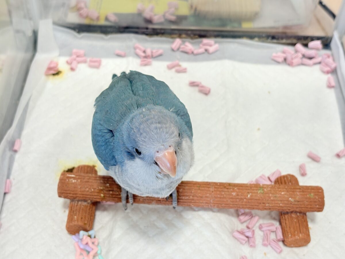【最新画像更新🪄もうすぐひとり餌☆】飛びきりのスマイル😊ウケケケダンスに魅了されちゃう((🐣))🪇💖オキナインコ(ブルー) ヒナ オキナインコ