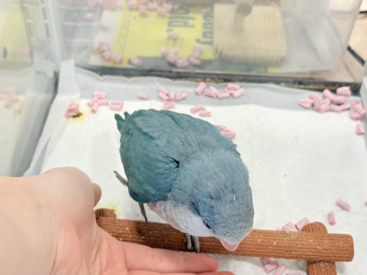 オキナインコ