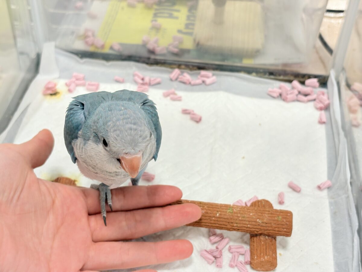 オキナインコ