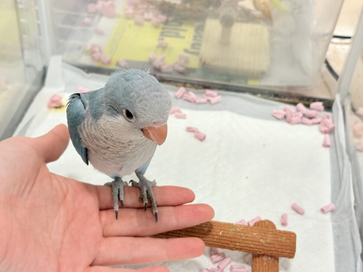 【最新画像更新🪄もうすぐひとり餌☆】飛びきりのスマイル😊ウケケケダンスに魅了されちゃう((🐣))🪇💖オキナインコ(ブルー) ヒナ オキナインコ