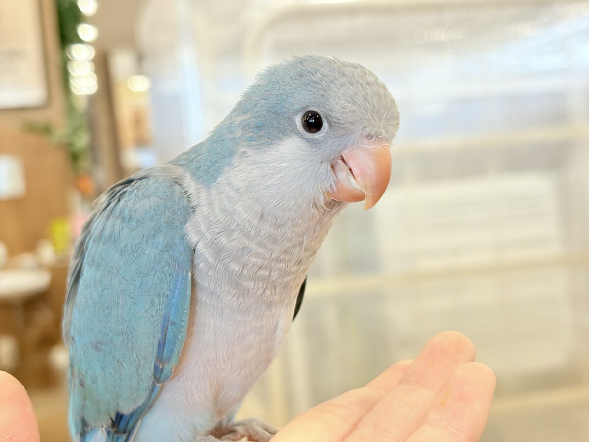 【最新画像更新🪄もうすぐひとり餌☆】飛びきりのスマイル😊ウケケケダンスに魅了されちゃう((🐣))🪇💖オキナインコ(ブルー) ヒナ オキナインコ