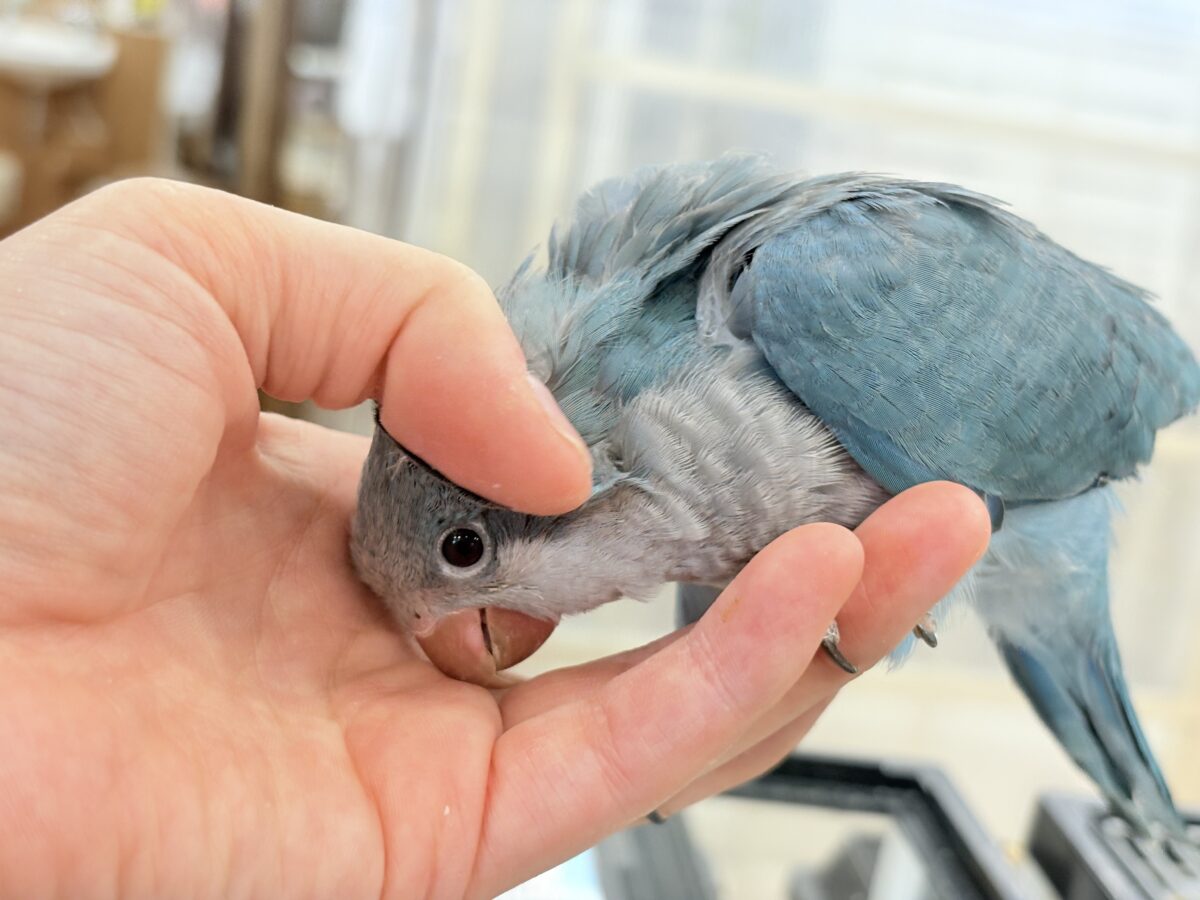 最新画像更新🪄もうすぐひとり餌‪☆】飛びきりのスマイル😊ウケケケ‬