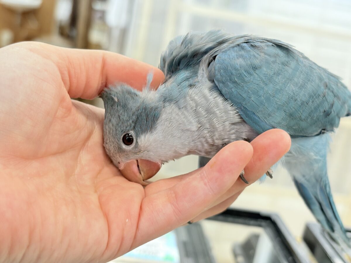 【最新画像更新🪄もうすぐひとり餌☆】飛びきりのスマイル😊ウケケケダンスに魅了されちゃう((🐣))🪇💖オキナインコ(ブルー) ヒナ オキナインコ