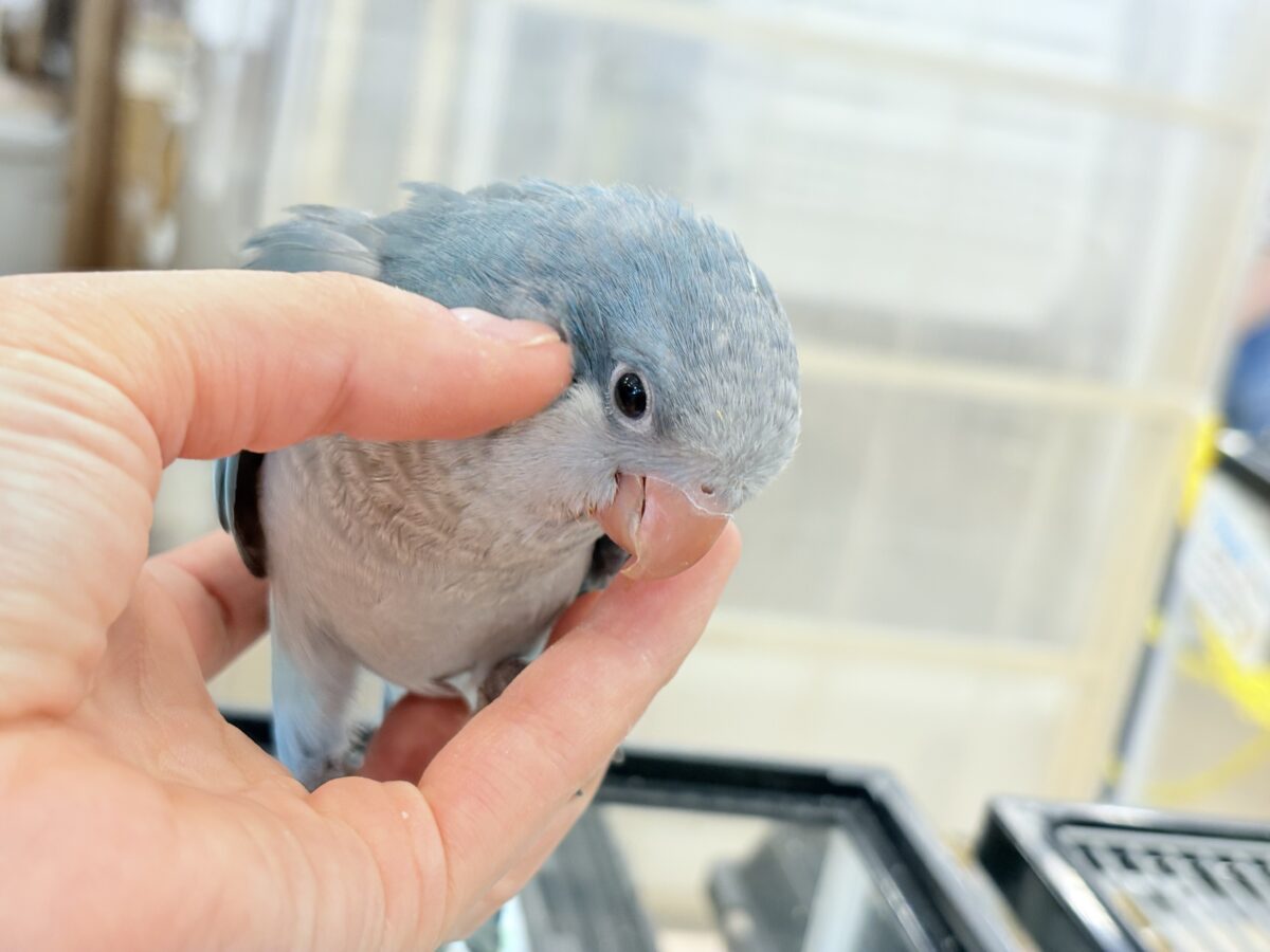 オキナインコ