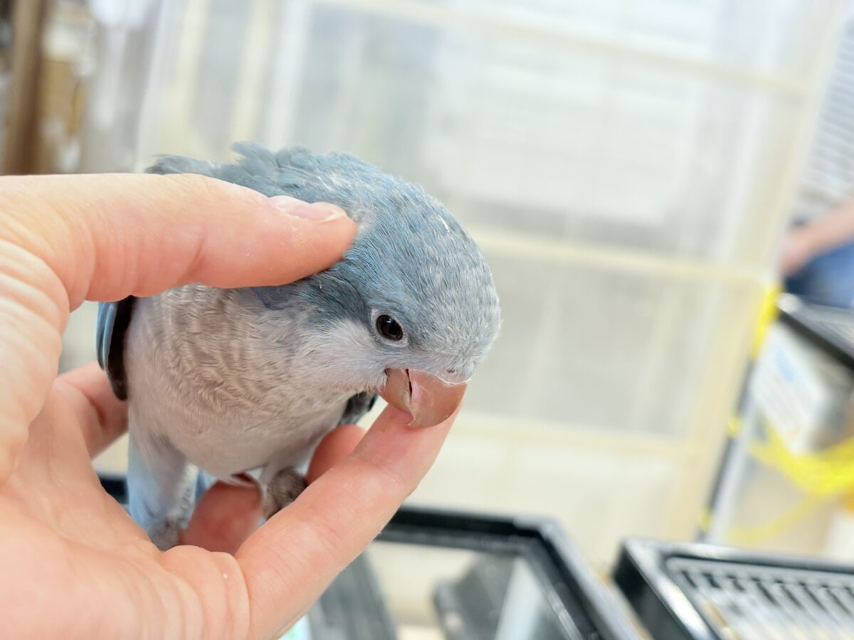 オキナインコ