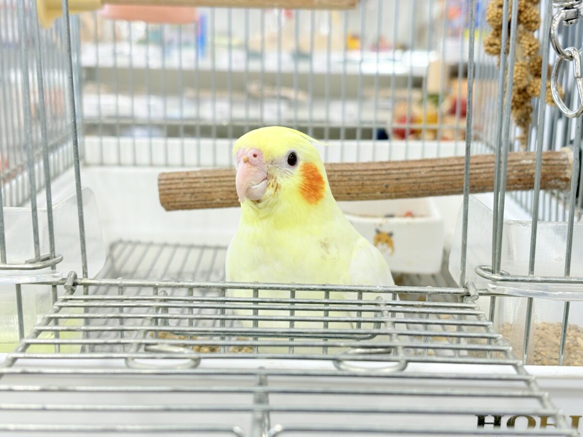 最新画像更新🪄】鳴き声の可愛いちっちゃな恐竜🐣‪⋆͛オカメインコ‬