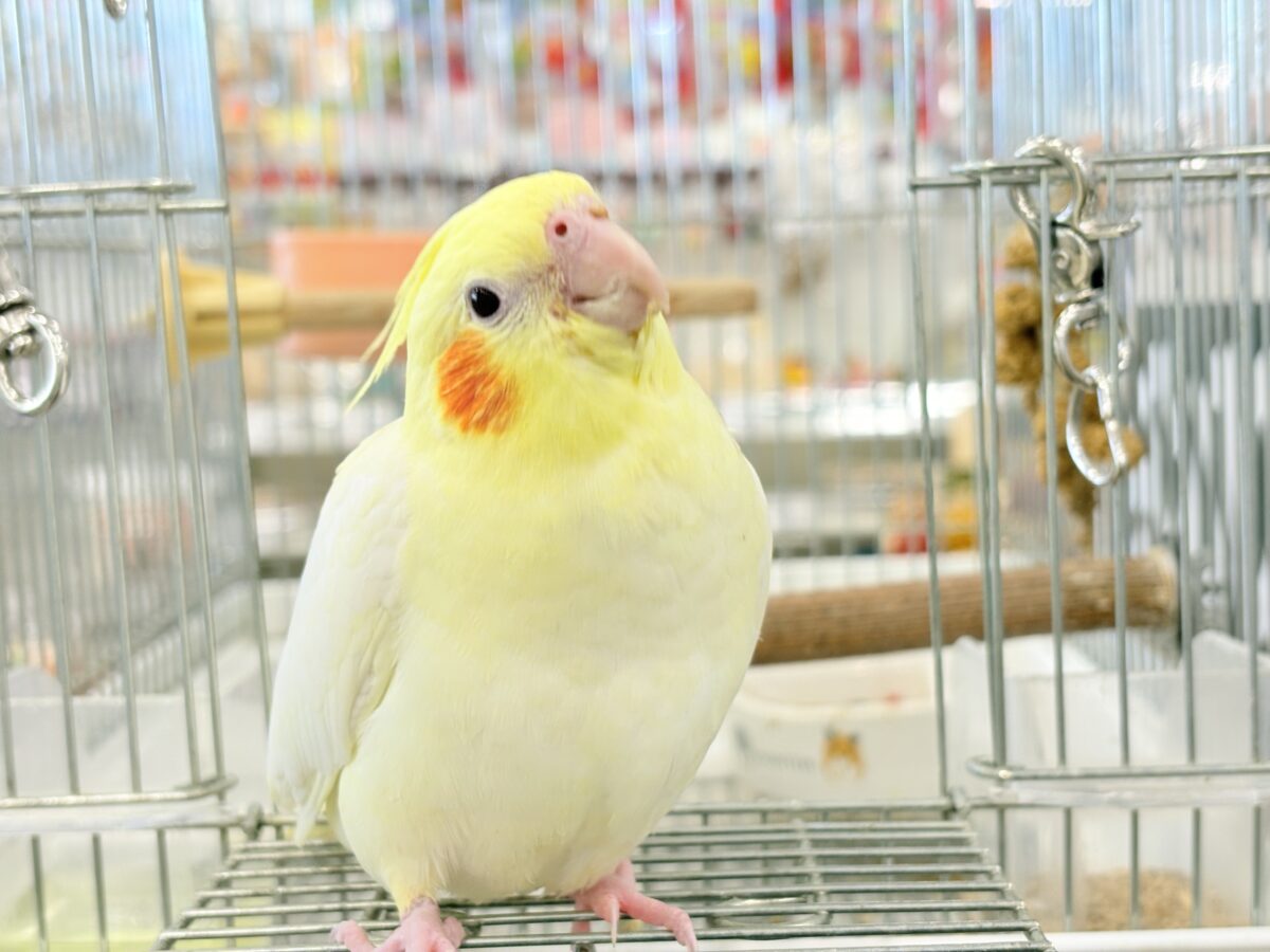 最新画像更新🪄】鳴き声の可愛いちっちゃな恐竜🐣‪⋆͛オカメインコ‬