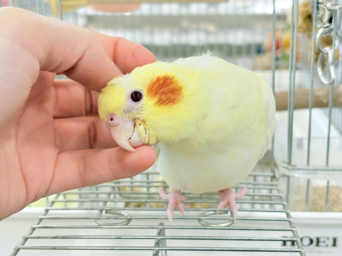 オカメインコルチノーさんの大きながま口♪ 最新画像更新🪄】鳴き声の可愛いちっちゃな恐竜🐣‪⋆͛オカメインコ‬