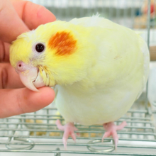 【最新画像更新🪄】鳴き声の可愛いちっちゃな恐竜🐣‪⋆͛オカメインコ(ルチノー) ヒナ