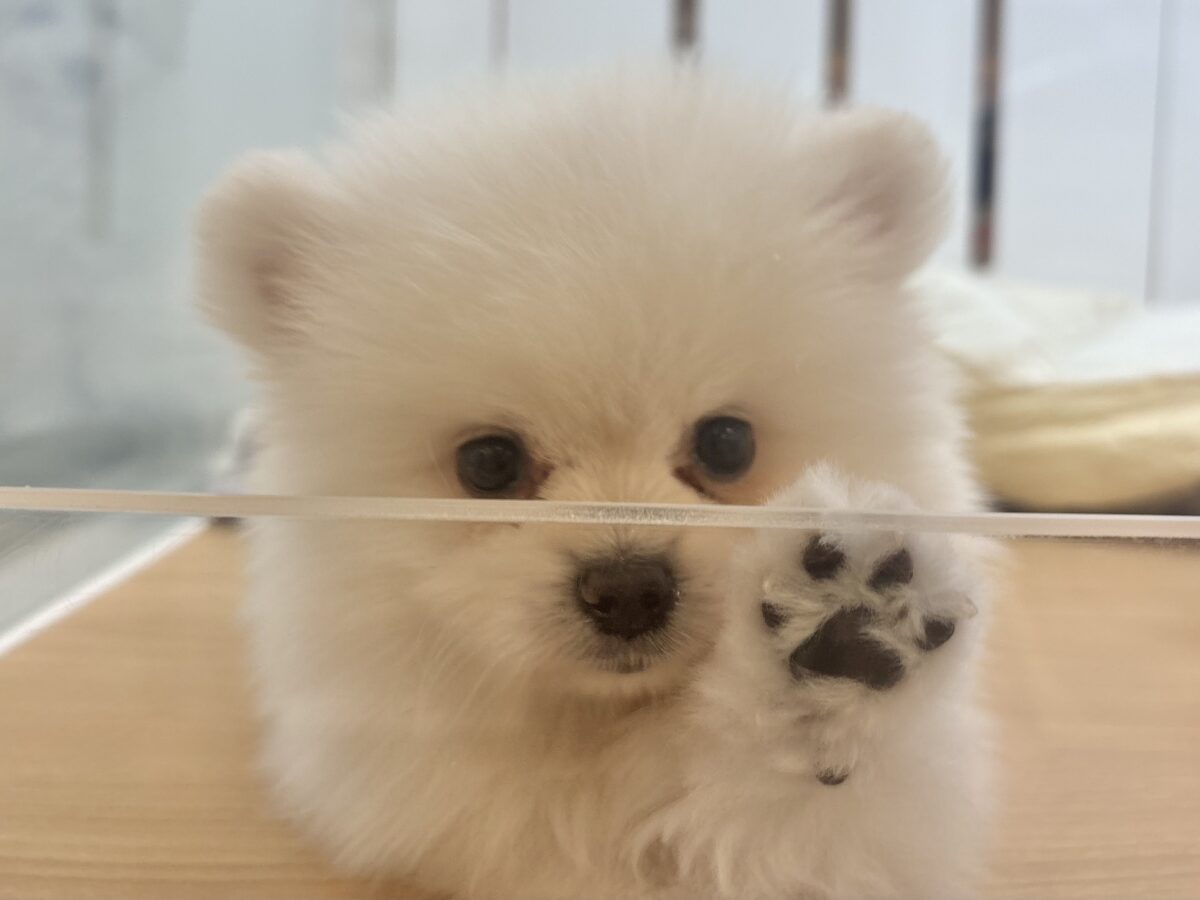 ポメラニアン
