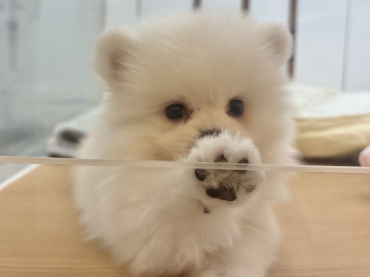 ポメラニアン