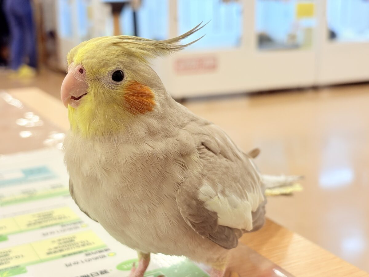 オカメインコ