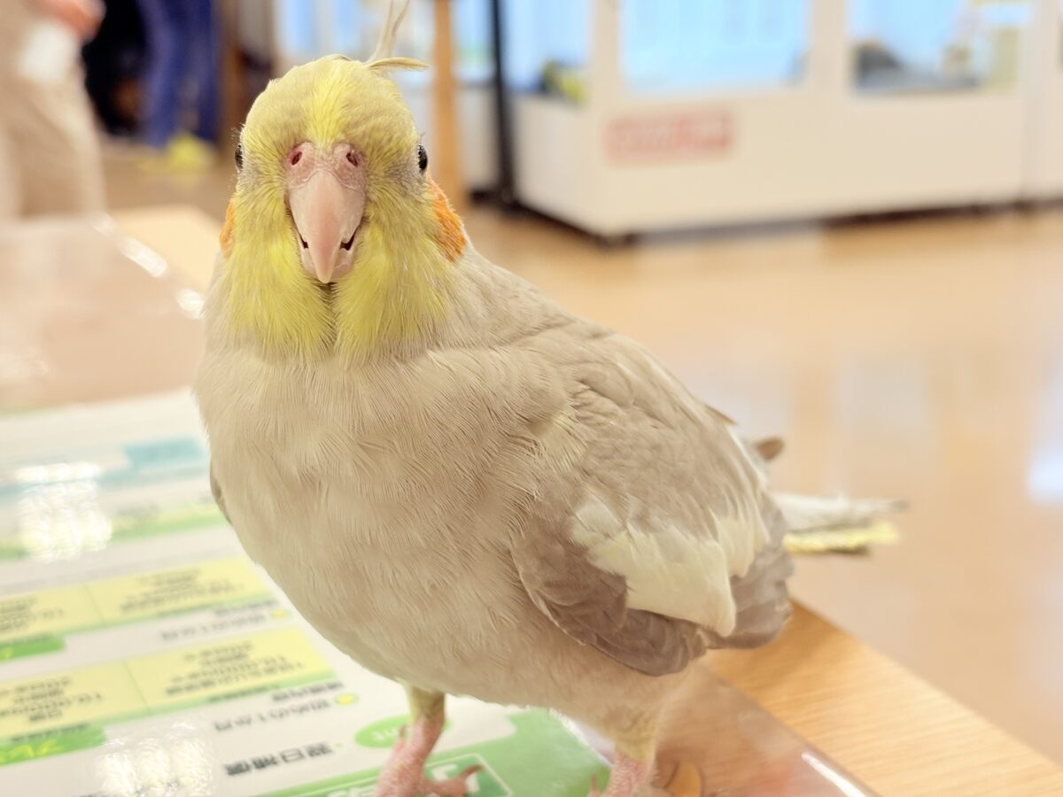 オカメインコ