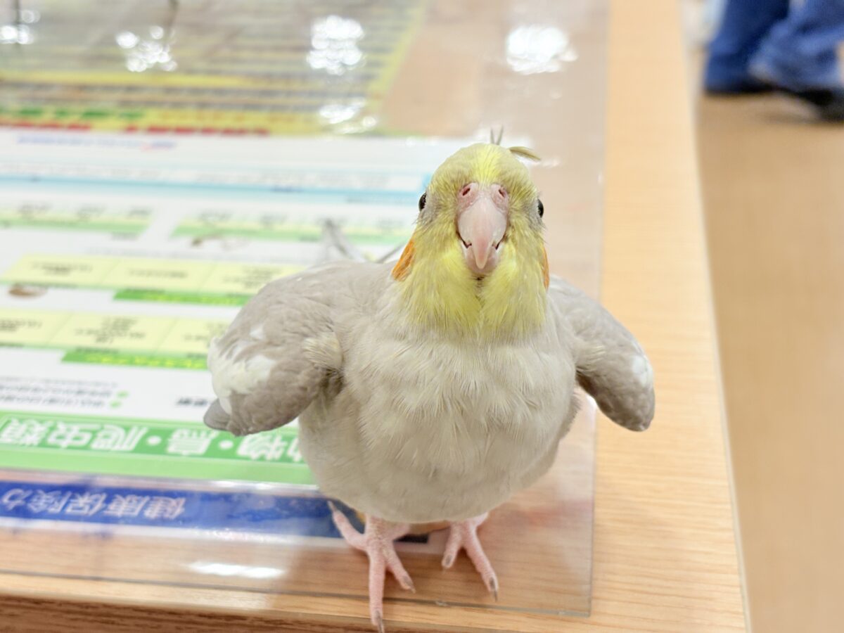 オカメインコ